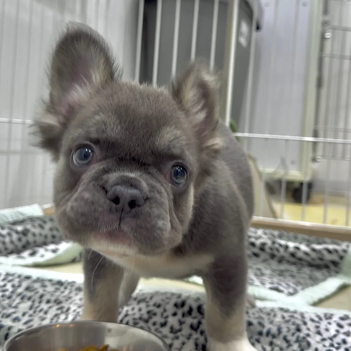 フラッフィー仲間入り🎉🎉🎉