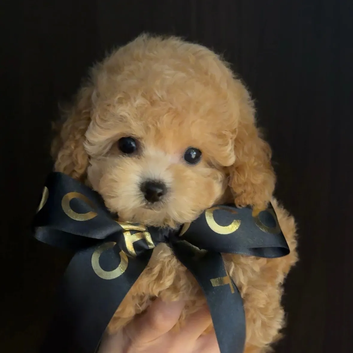 トイプードル(タイニーサイズ)