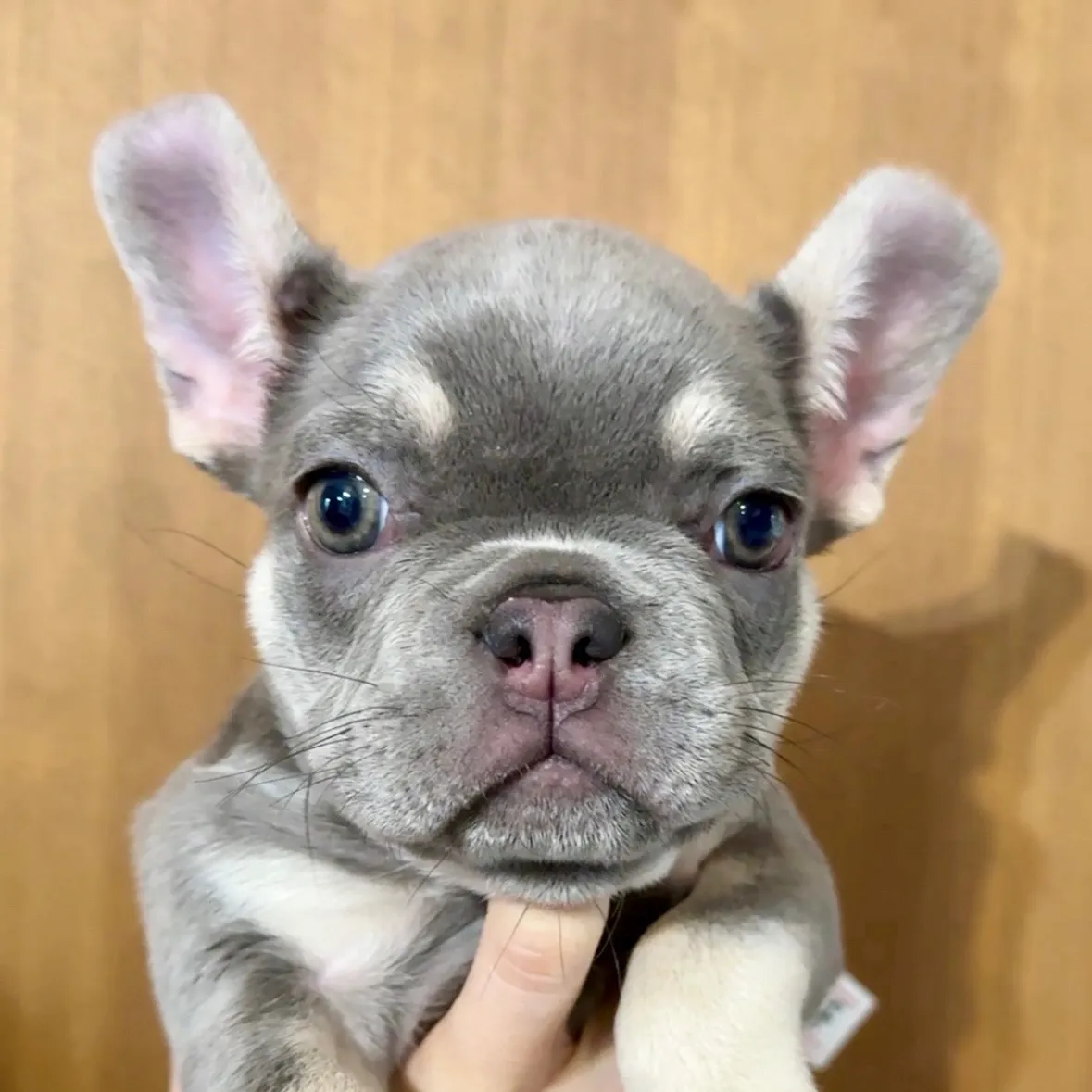 フレンチブルドッグ