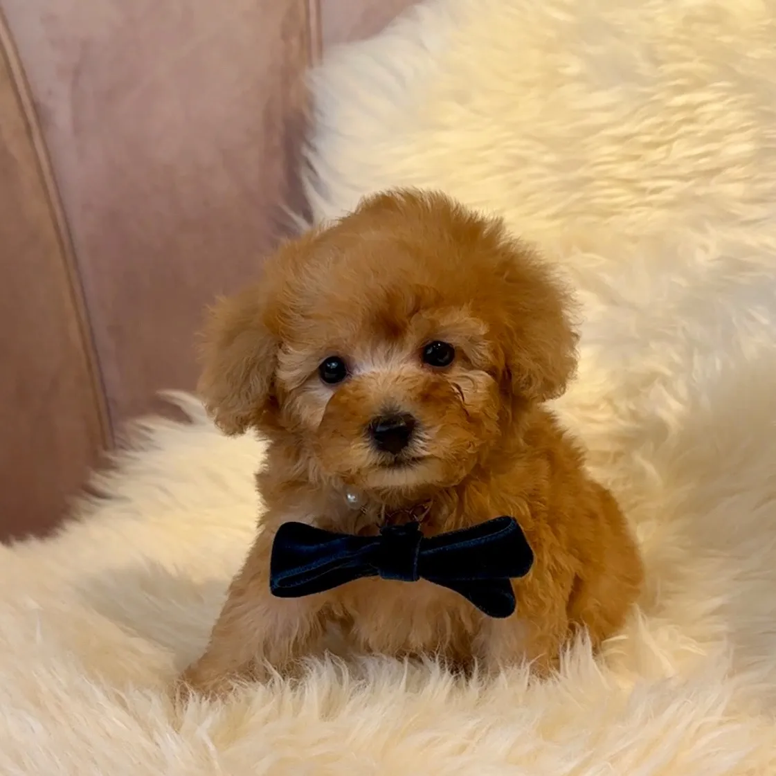 トイプードル(トイサイズ)