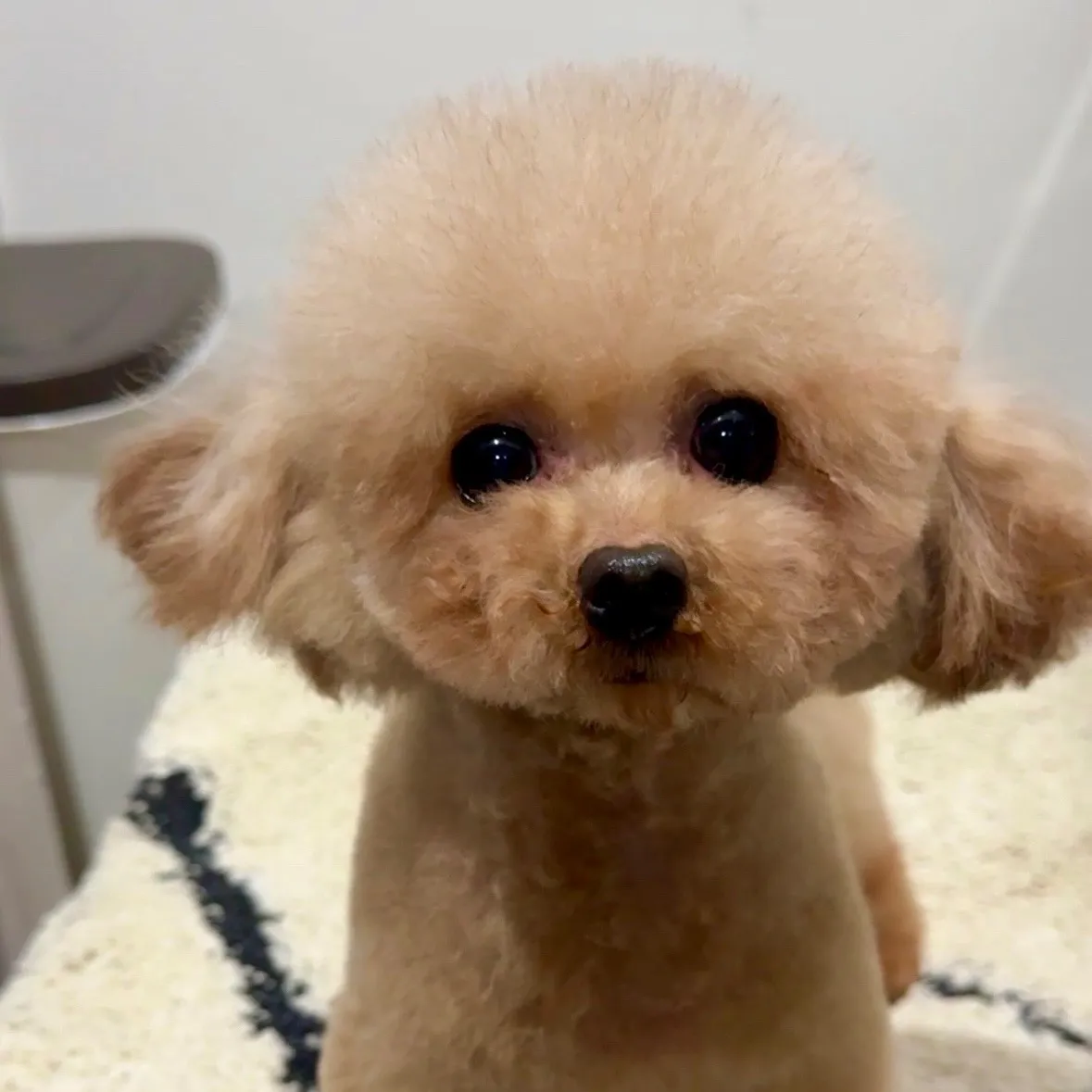 プードル・ティーカップサイズ