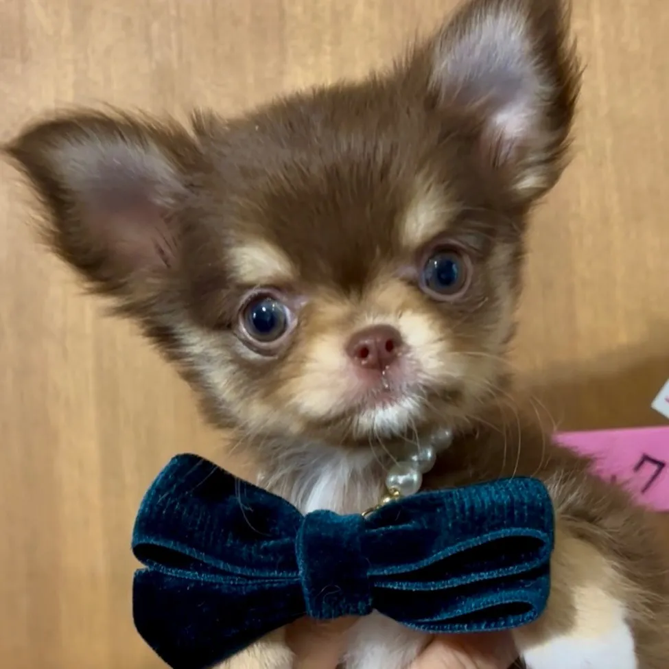 ロングコートチワワ