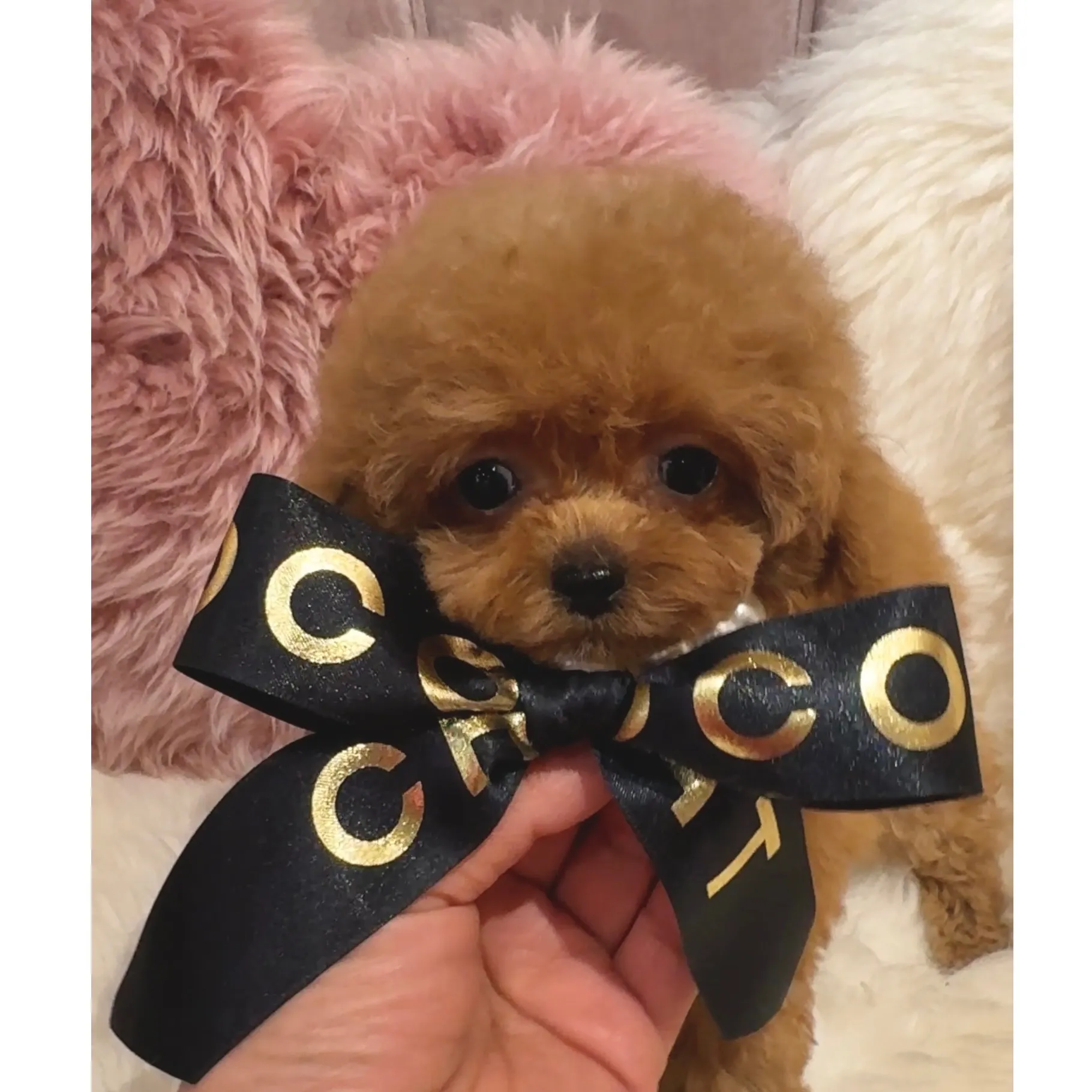 トイプードル(ティーカップサイズ)